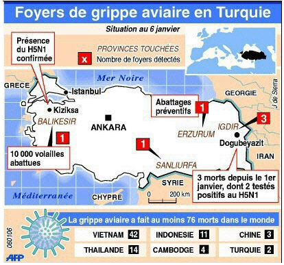 grippe aviaire turquie