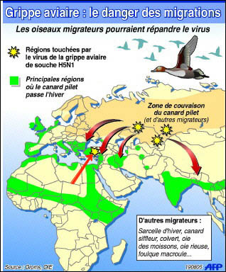 risque grippe aviaire2