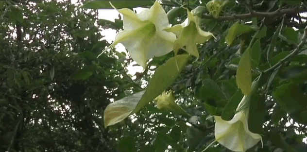 Fleurs de Datura