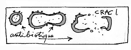 抗生物質の作用