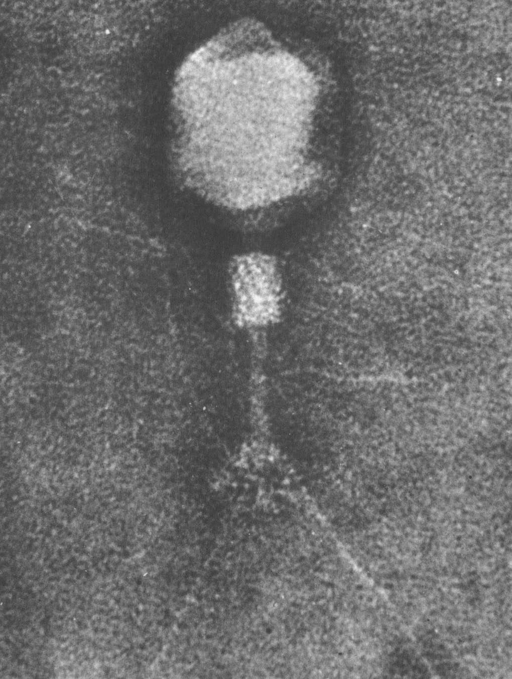 ウイルスの写真